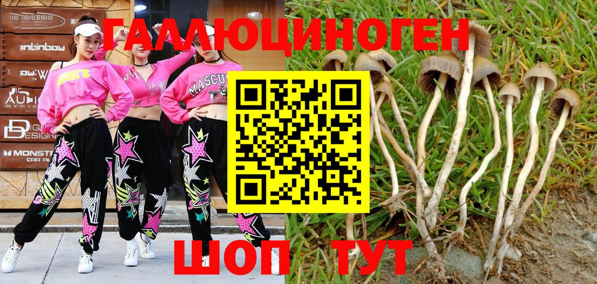 Псилоцибиновые грибы GOLDEN TEACHER  Гагарин 